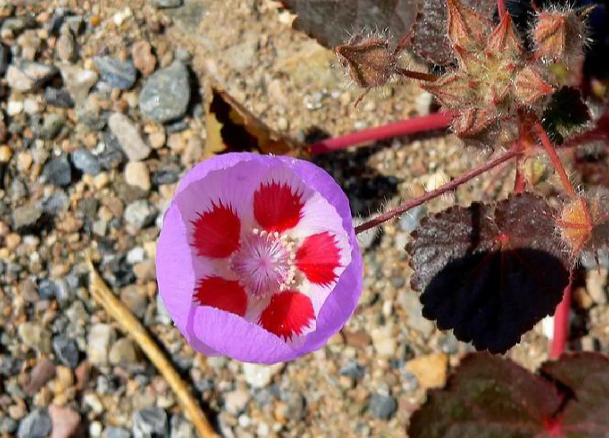 🌵Eremalche Rotundifolia Seeds🌸