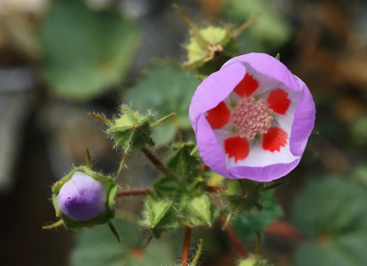 🌵Eremalche Rotundifolia Seeds🌸
