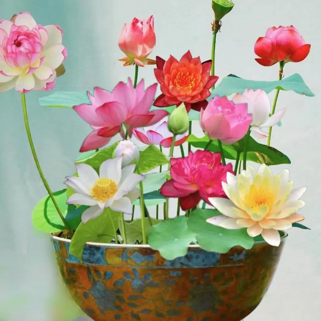 The Sacred Bonsai Lotus Flower