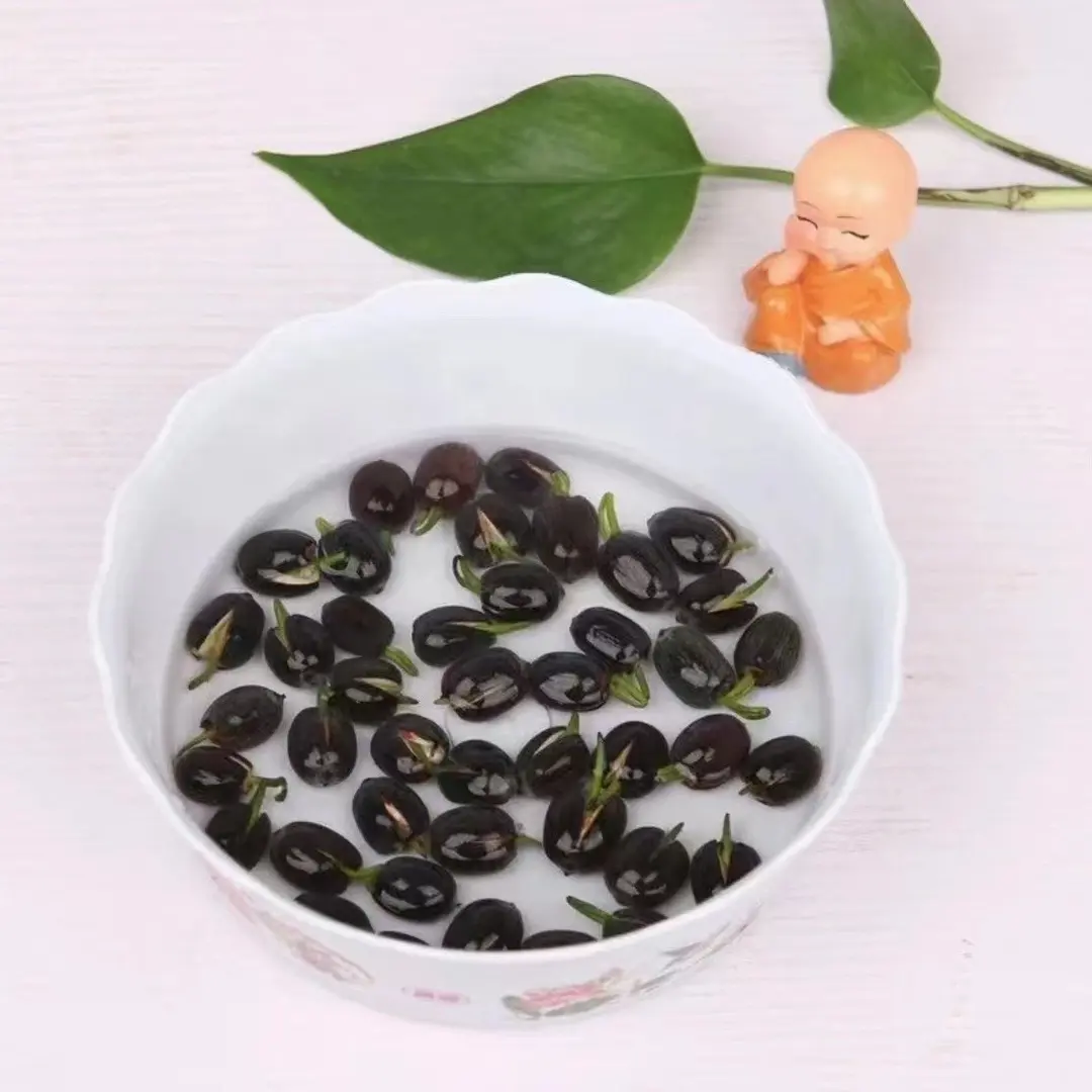 The Sacred Bonsai Lotus Flower