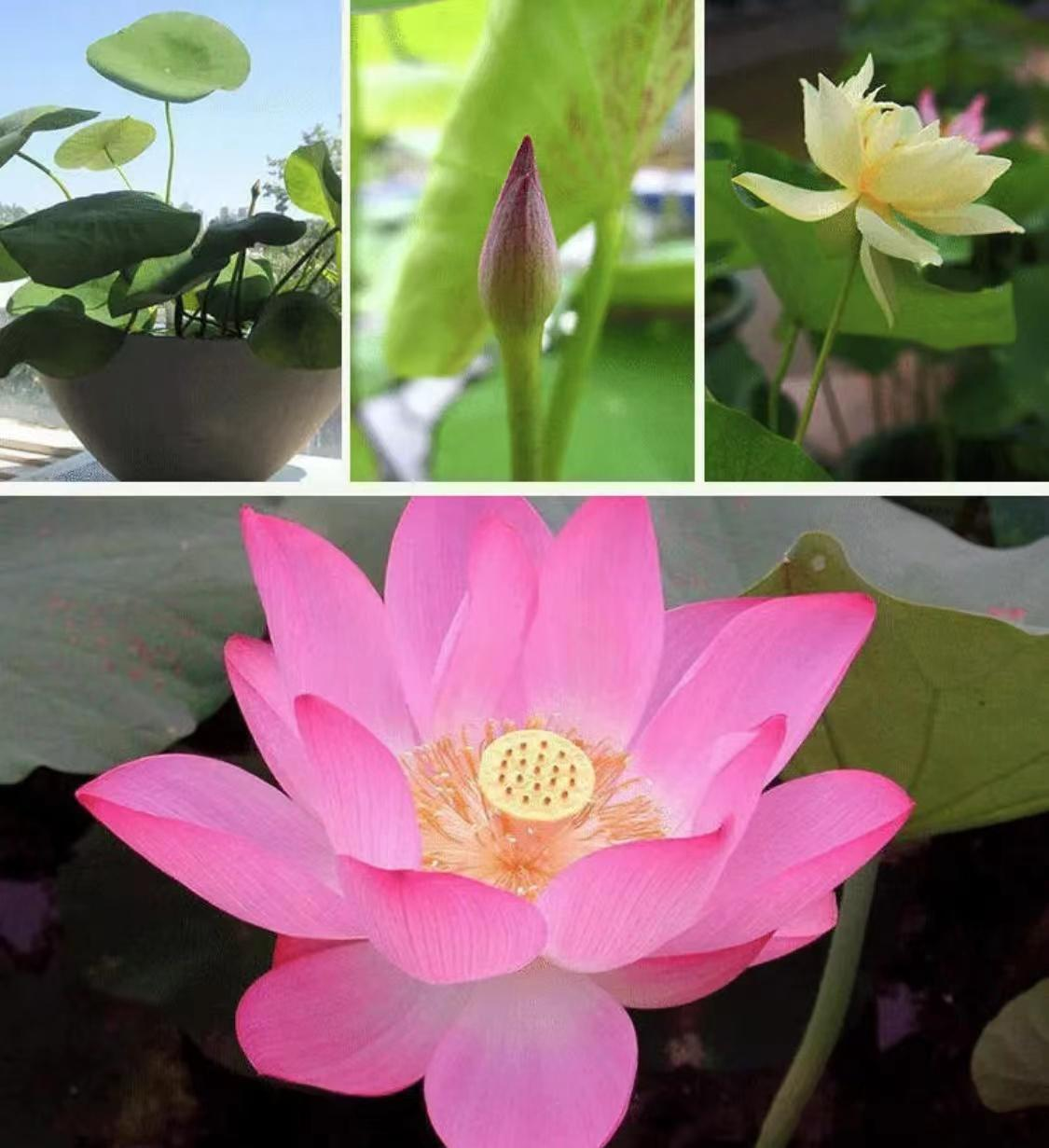 The Sacred Bonsai Lotus Flower