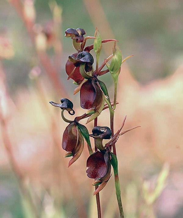 Flying Duck Orchid Seeds – Grow Your Own Rare and Unique Purple Duck Orchids! 🌿🦆