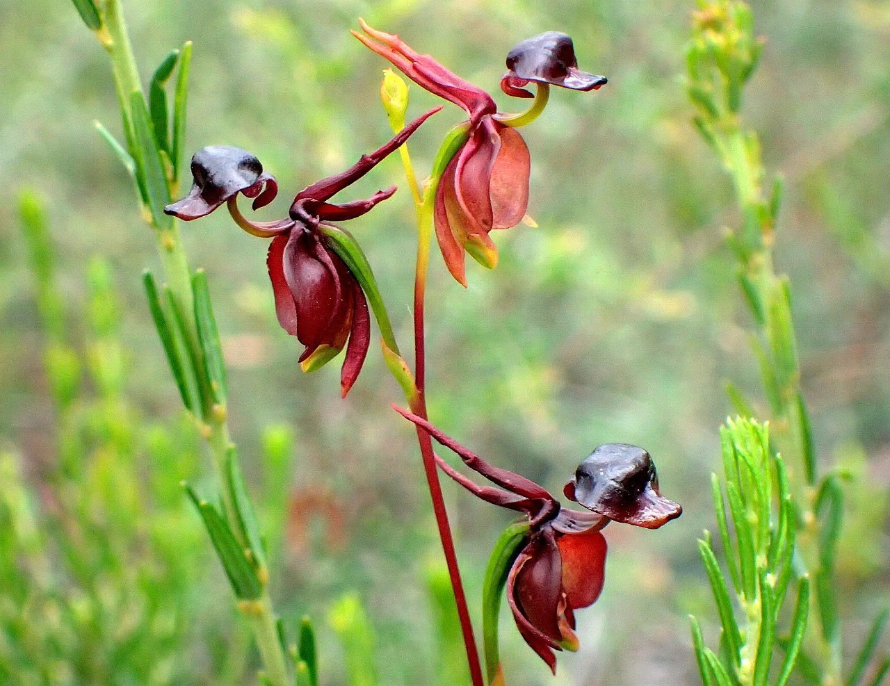 Flying Duck Orchid Seeds – Grow Your Own Rare and Unique Purple Duck Orchids! 🌿🦆