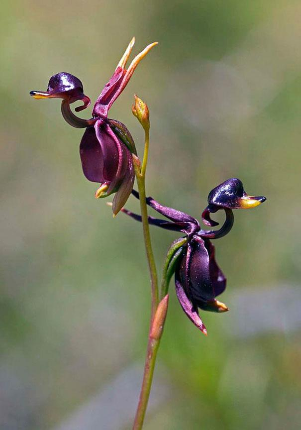 Flying Duck Orchid Seeds – Grow Your Own Rare and Unique Purple Duck Orchids! 🌿🦆