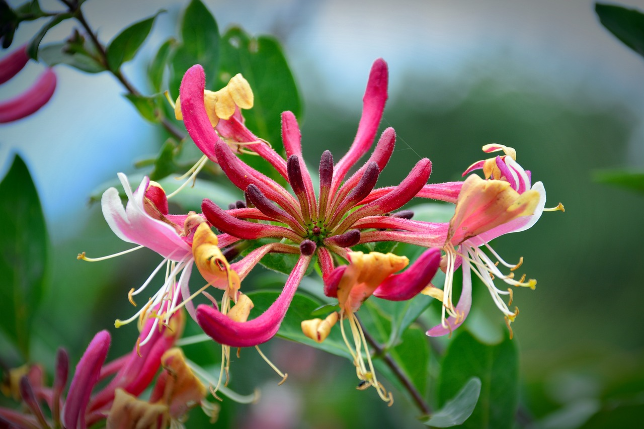 Colorful Honeysuckle Seeds 🌸Flowers that are good for your health