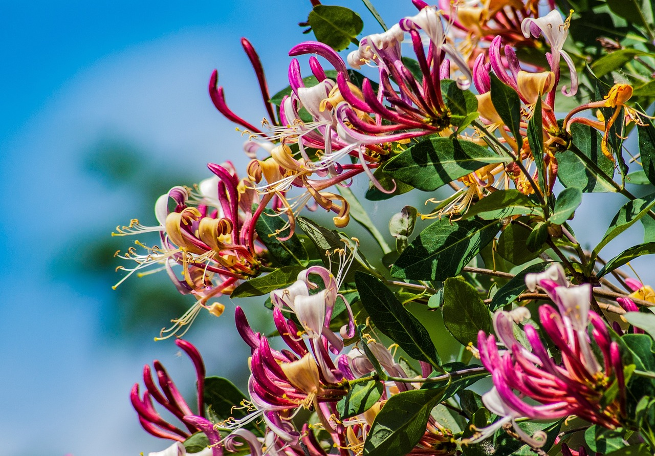 Colorful Honeysuckle Seeds 🌸Flowers that are good for your health