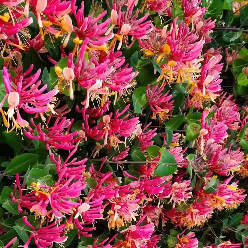 Colorful Honeysuckle Seeds 🌸Flowers that are good for your health
