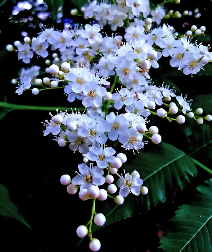 Pearl Plum: The Symbol of Friendship and Resilience