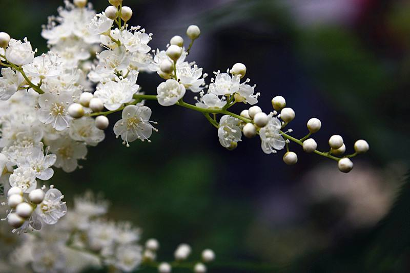 Pearl Plum: The Symbol of Friendship and Resilience