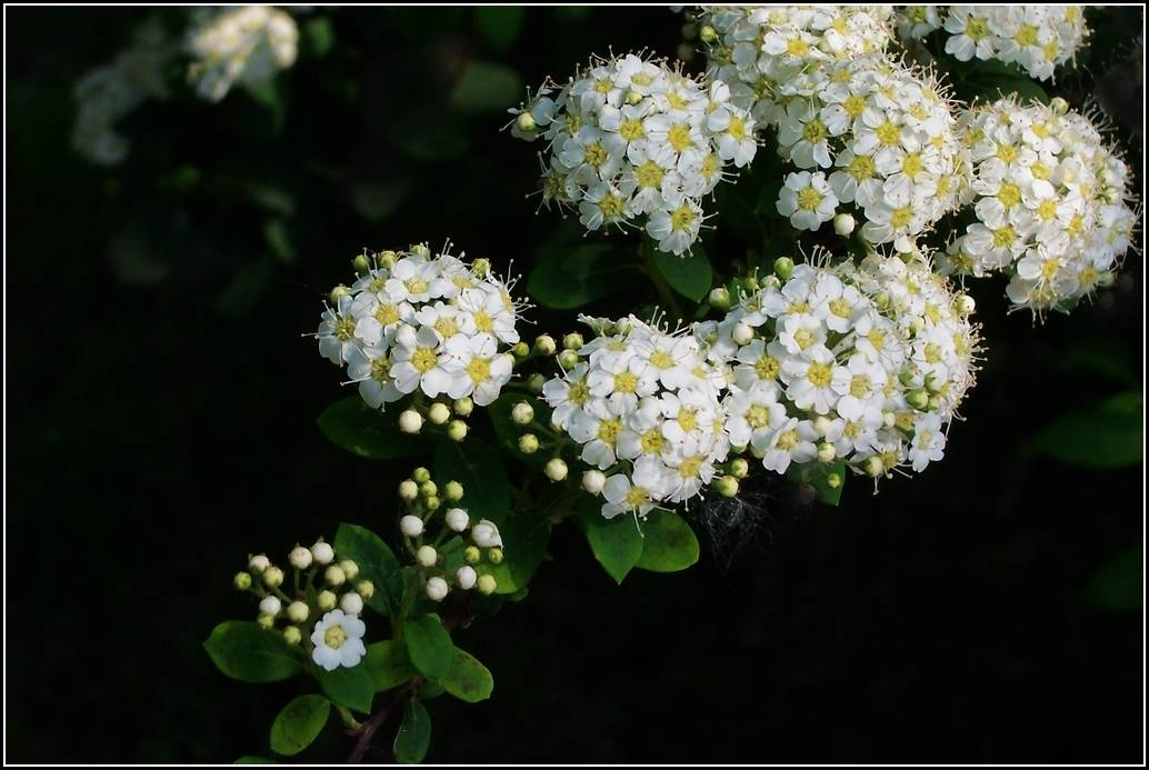 Pearl Plum: The Symbol of Friendship and Resilience