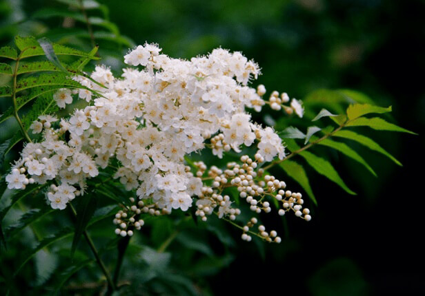 Pearl Plum: The Symbol of Friendship and Resilience