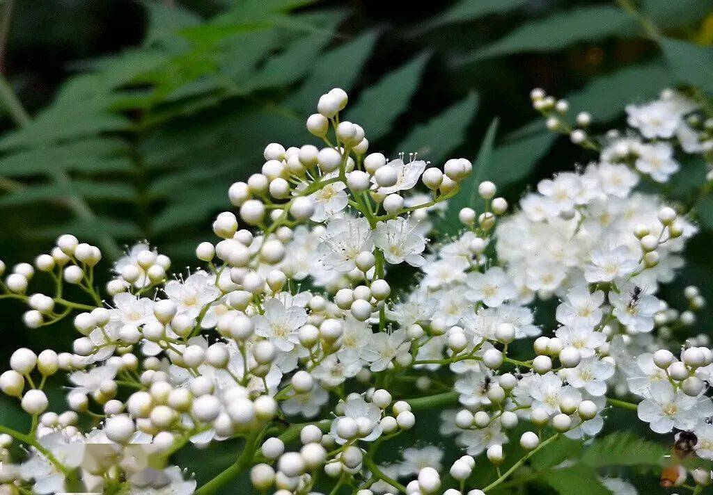 Pearl Plum: The Symbol of Friendship and Resilience