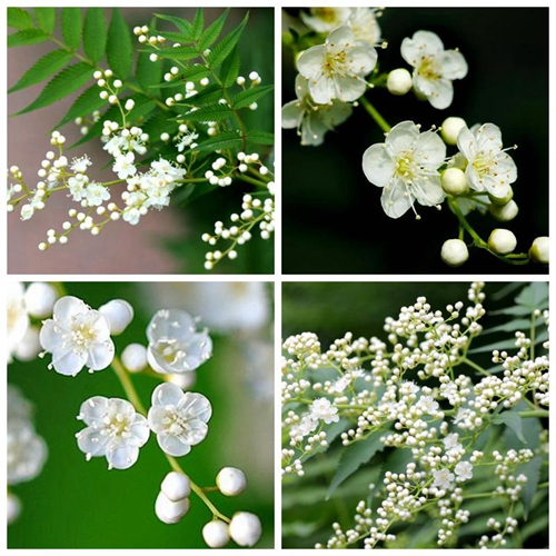 Pearl Plum: The Symbol of Friendship and Resilience