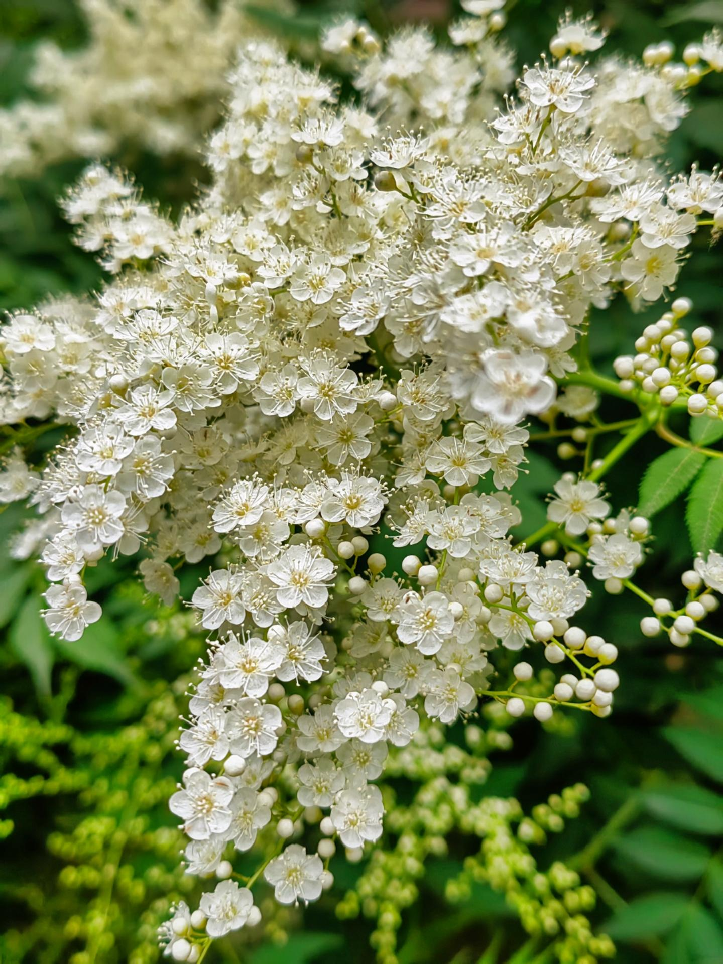 Pearl Plum: The Symbol of Friendship and Resilience