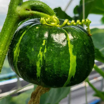 Beibei Pumpkin Seeds✨A Sweet, Chestnut-Infused Treat for All Ages