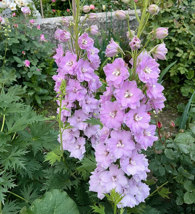 Baby Pink blooms Larkspur Seed