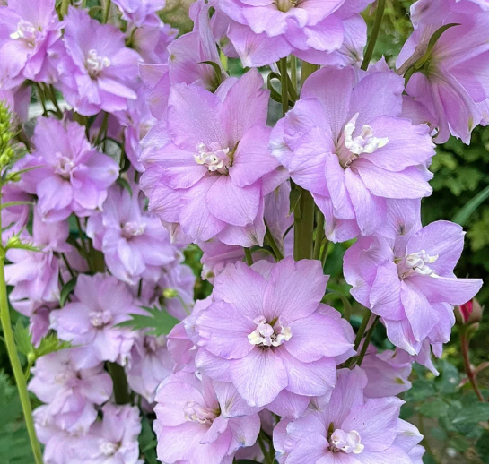 Baby Pink blooms Larkspur Seed