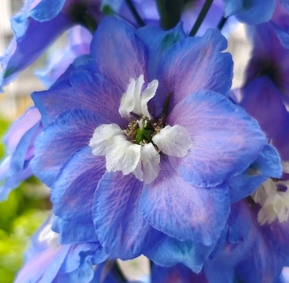 Delphinium Grandiflorum Seeds