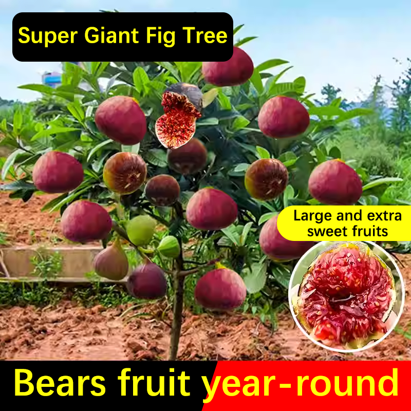 🍑Super Giant Fig Tree Seeds - The Sweetness of a Peach in Every Bite! 🌟