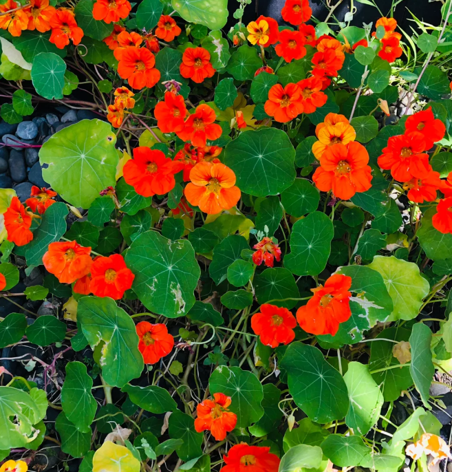 Nasturtium Seeds (Tall) - Mixed Colors