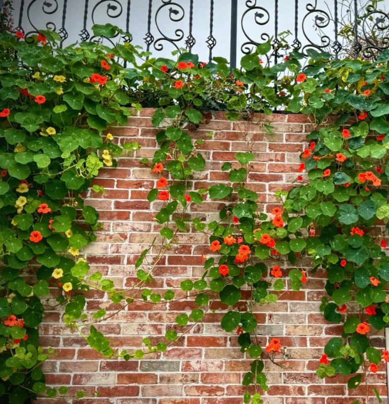 Nasturtium Seeds (Tall) - Mixed Colors