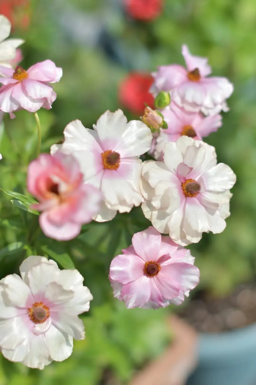 🌼 Enchanting Butterfly Ranunculus Seeds 🌼Perfect blend of magic and beauty!
