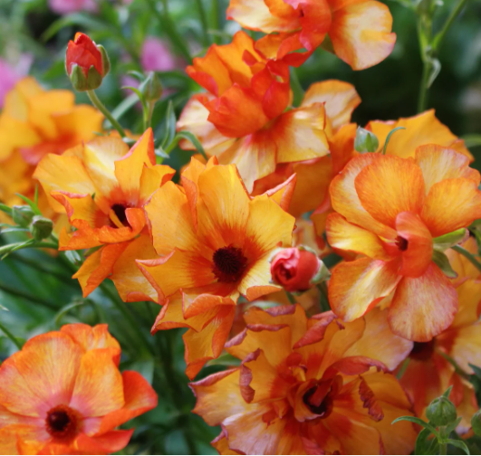 🌼 Enchanting Butterfly Ranunculus Seeds 🌼Perfect blend of magic and beauty!