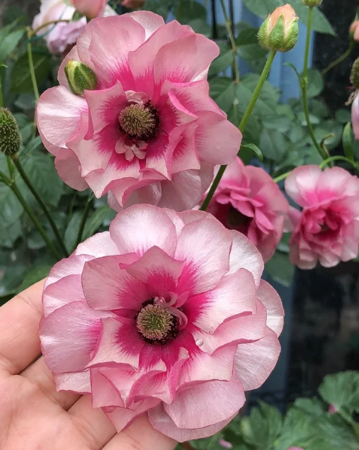 🌼 Enchanting Butterfly Ranunculus Seeds 🌼Perfect blend of magic and beauty!