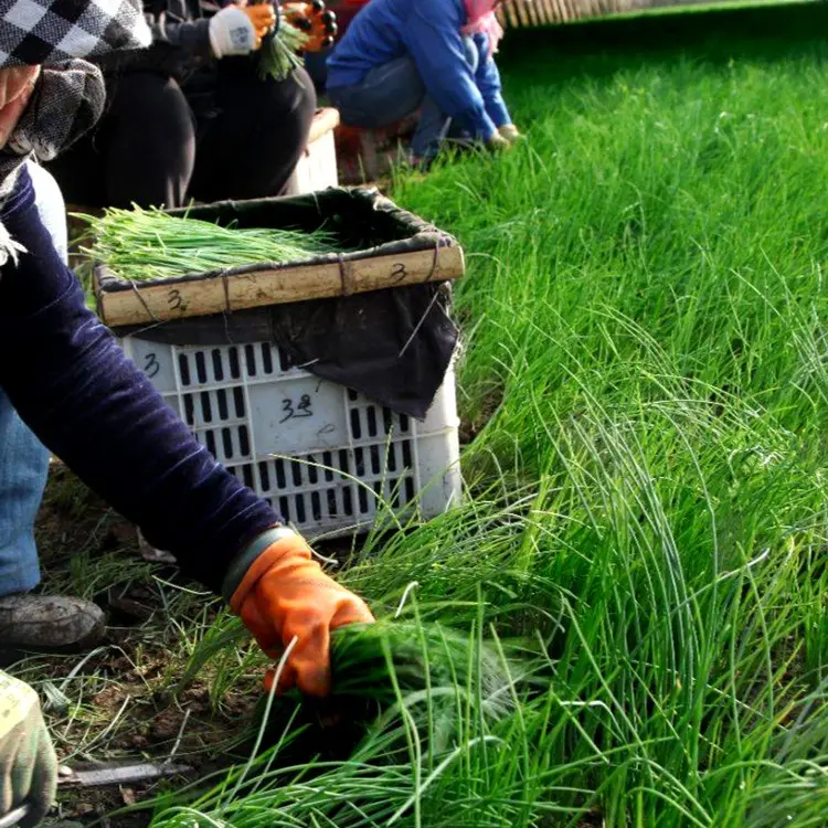 🌿 Wild Onion Seeds (Allium polyrhizum) 🌿