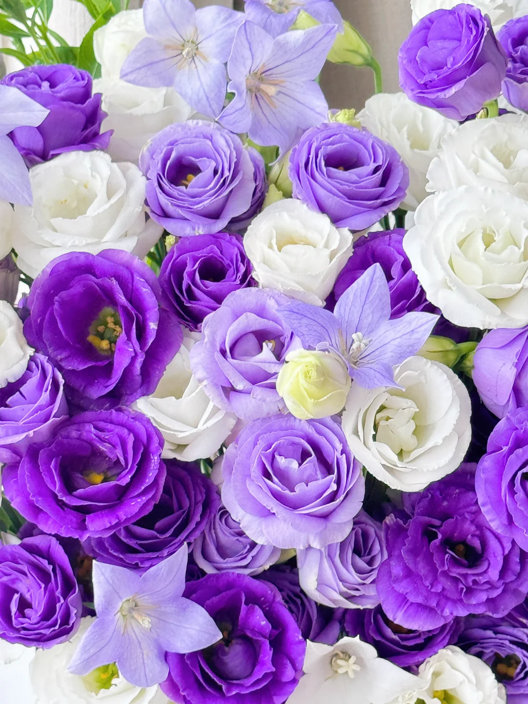 💐Lisianthus – Timeless Beauty, Everlasting Love💫