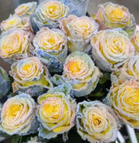 🌈 Rainbow Furry Rose – Grow the Magic! 🌱Seeds