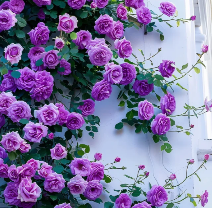 【 Repeat Blooming】🌹Climbing Rose Seeds - Luck Rises