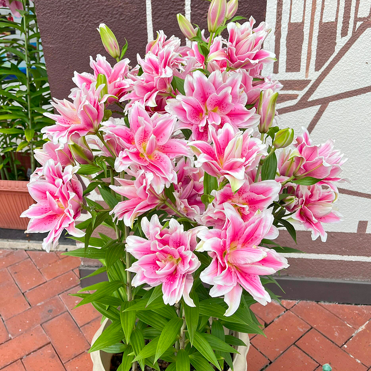 Lily Bulbs