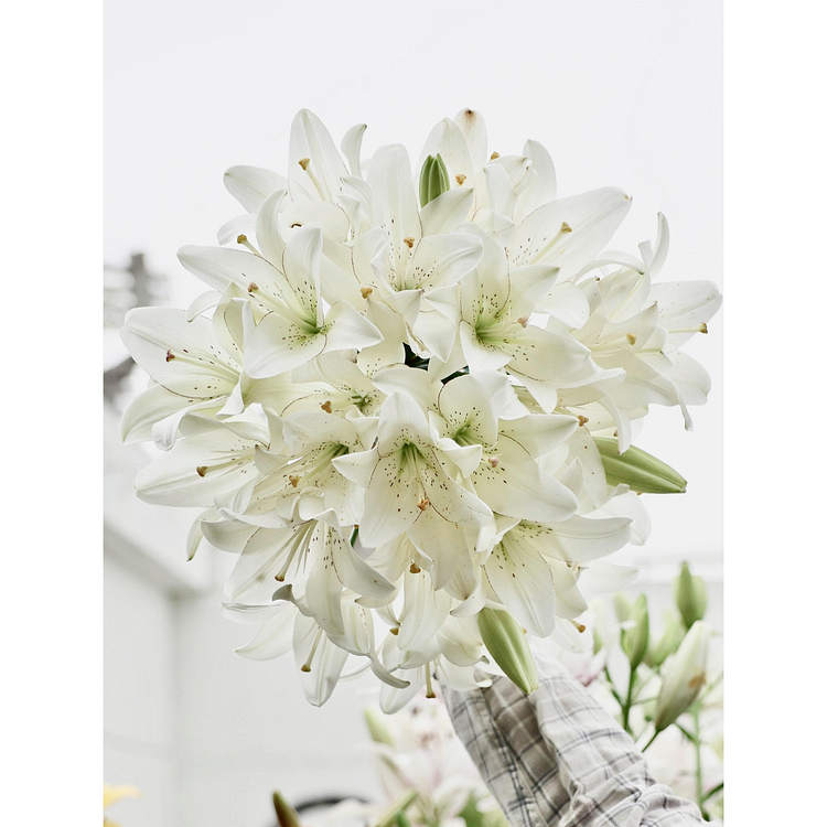 Lily Bulbs