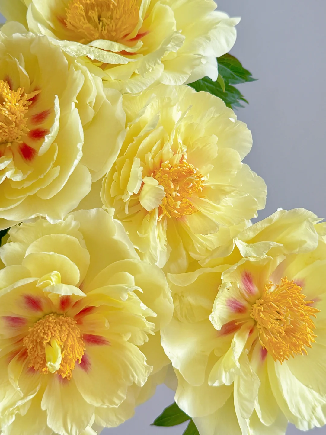 Over 5 Colors-Colorful Chinese Peony Flower