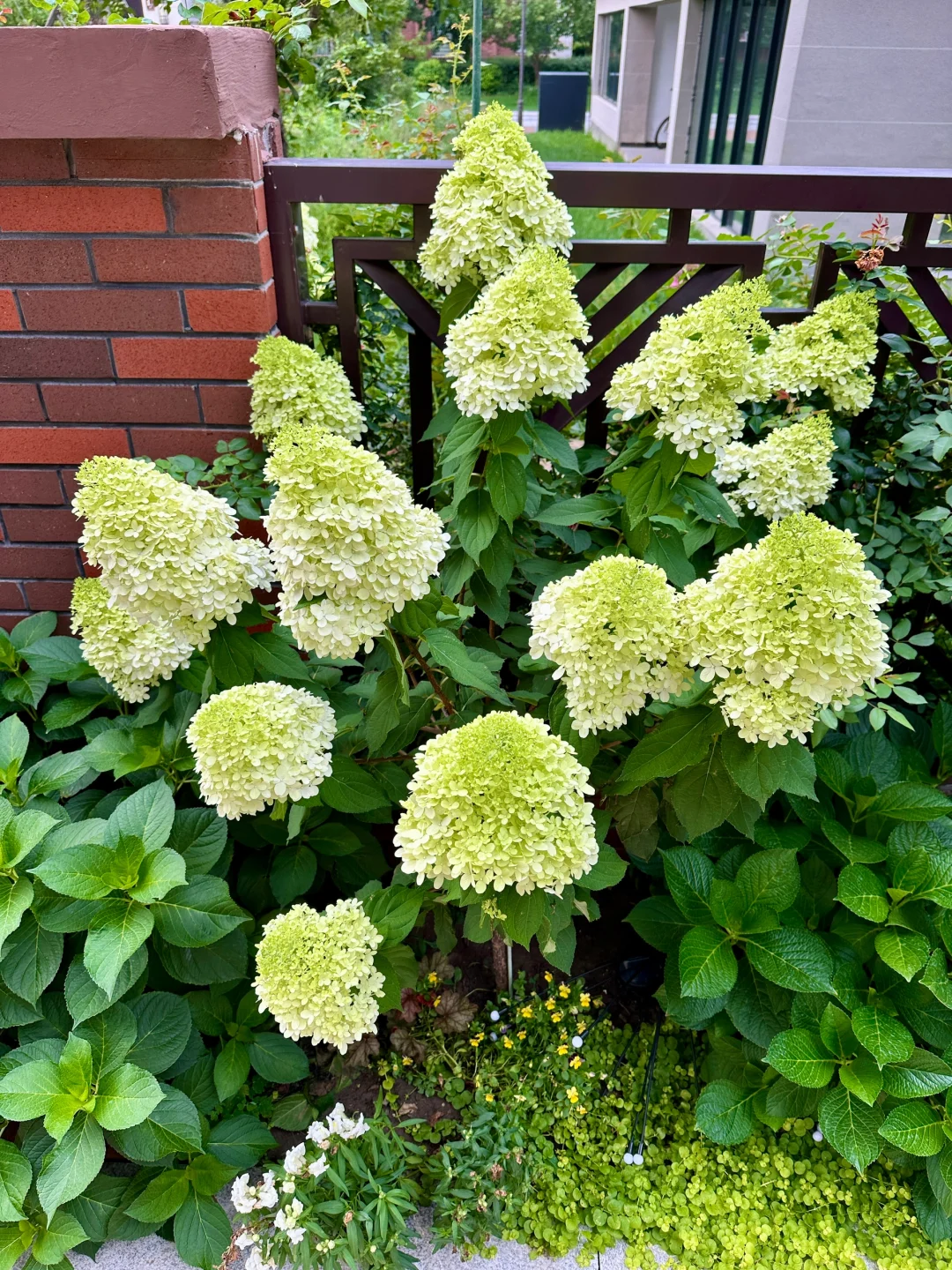 Strawberry Sundae Hydrangea