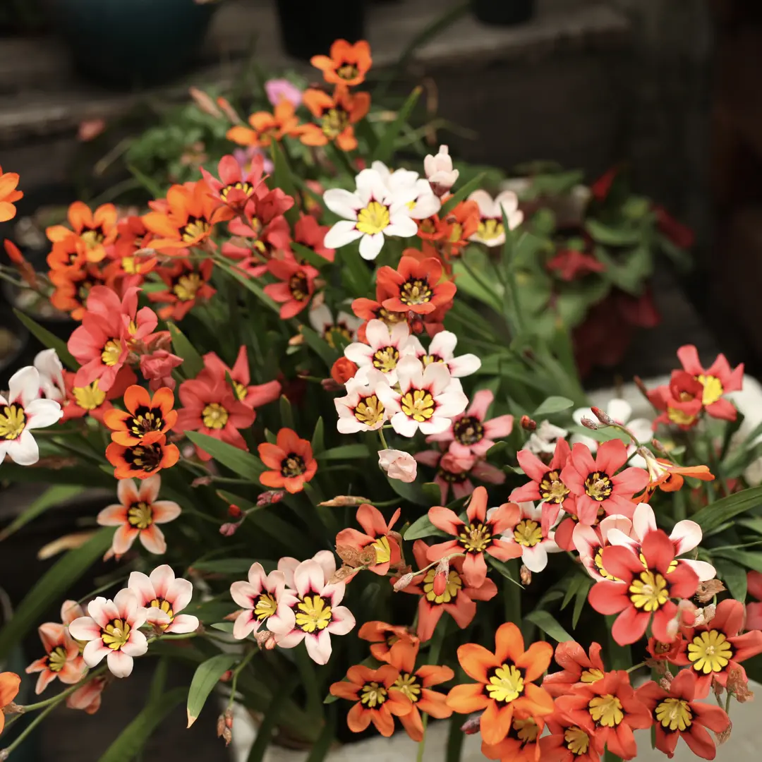 Enchant Your Garden with Geissorhiza Radians – The Stunning Tricolor Wandflower Bulb Collection