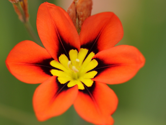 Enchant Your Garden with Geissorhiza Radians – The Stunning Tricolor Wandflower Bulb Collection