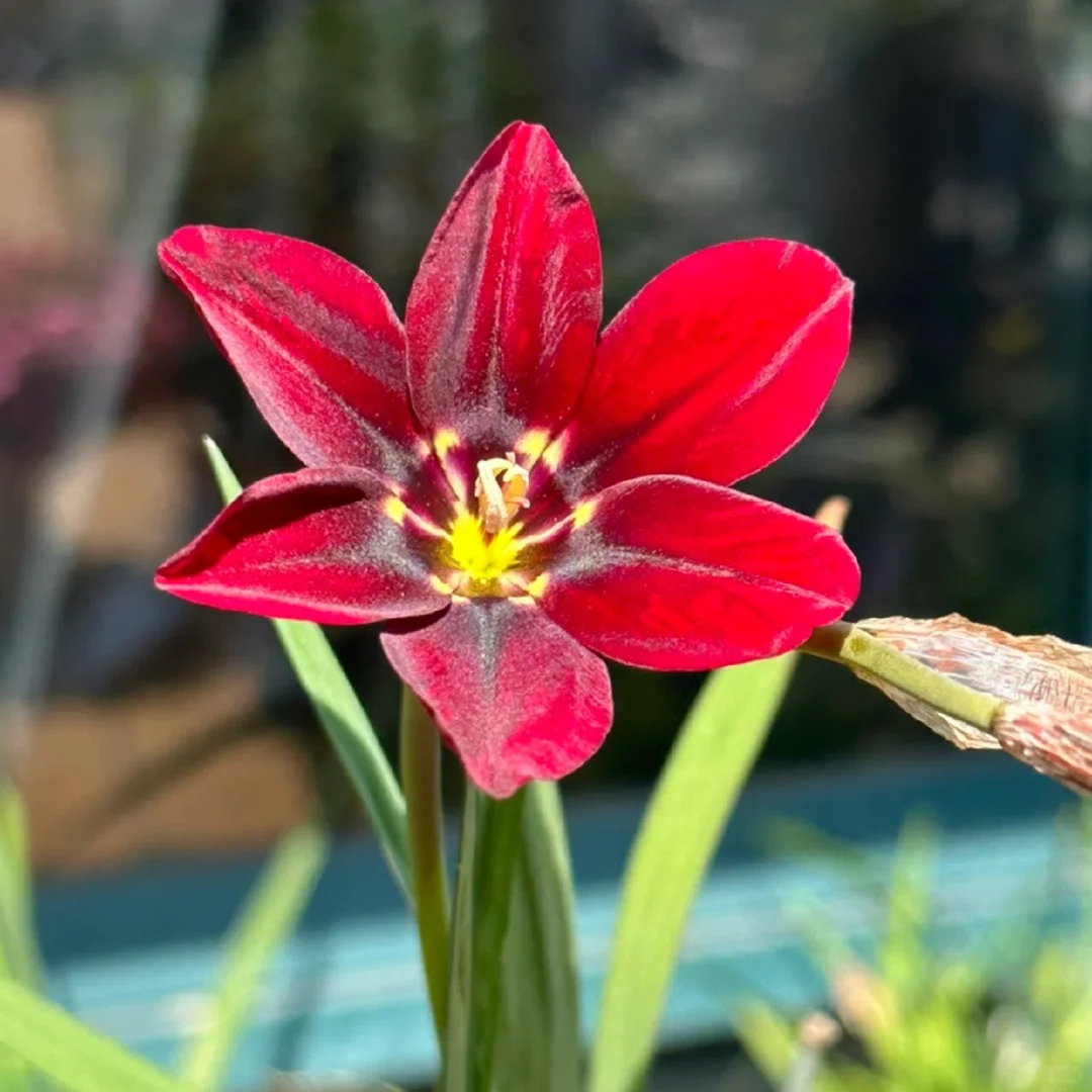 Enchant Your Garden with Geissorhiza Radians – The Stunning Tricolor Wandflower Bulb Collection