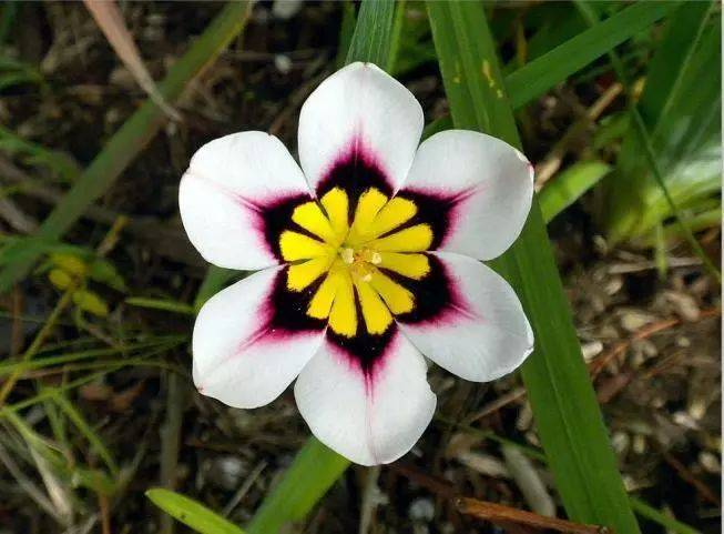 Enchant Your Garden with Geissorhiza Radians – The Stunning Tricolor Wandflower Bulb Collection