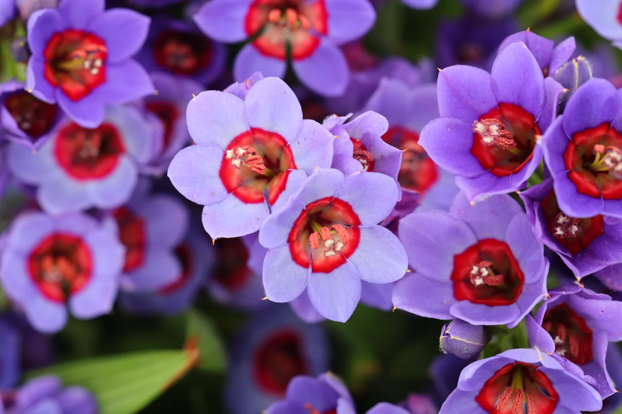 Enchant Your Garden with Geissorhiza Radians – The Stunning Tricolor Wandflower Bulb Collection