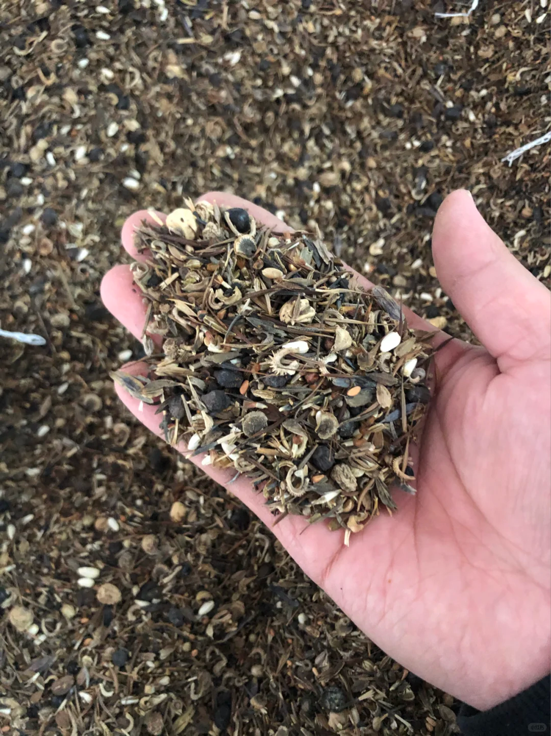 Mixed Perennial Flowers for All Seasons – 50+ Kinds