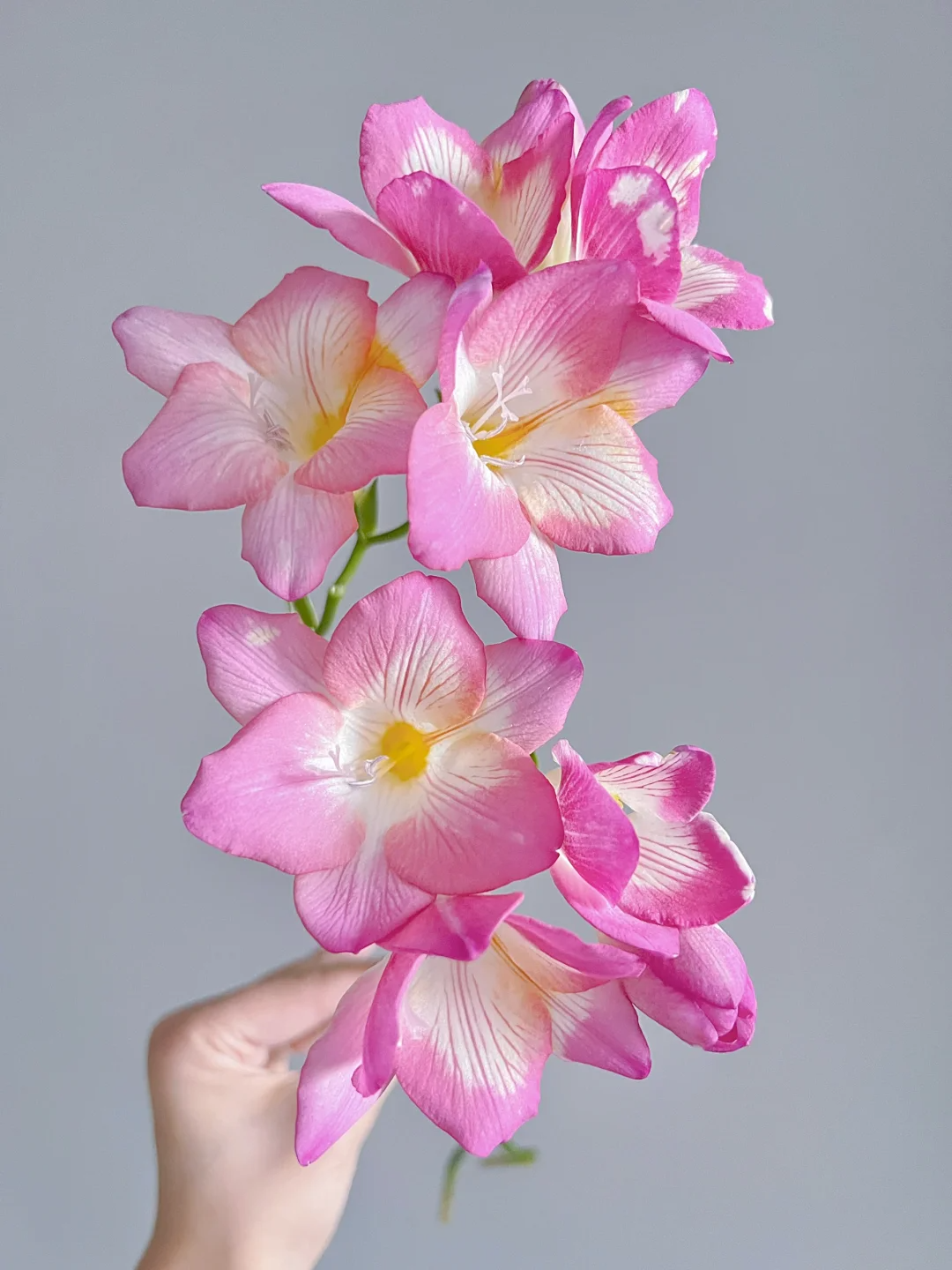 Freesia Bulbs-A Burst of Color & Fragrance! 🌸