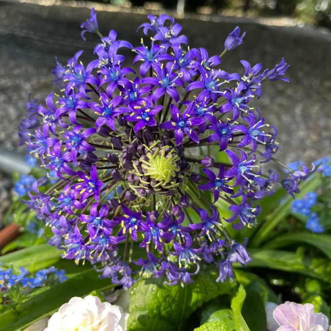 Azure Elegance: Scilla peruviana Bulbs🪴🌟