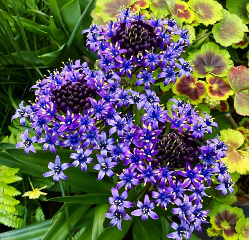Azure Elegance: Scilla peruviana Bulbs🪴🌟