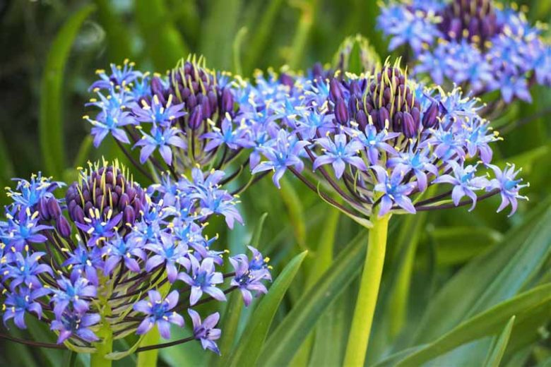 Azure Elegance: Scilla peruviana Bulbs🪴🌟