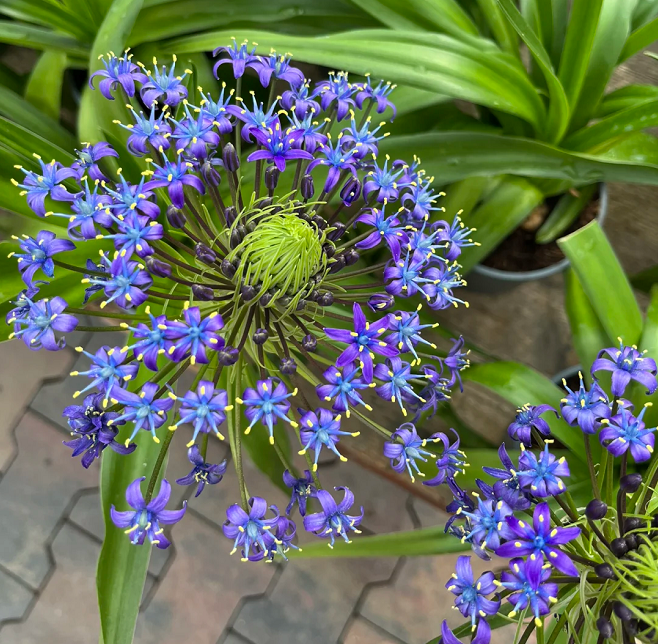 Azure Elegance: Scilla peruviana Bulbs🪴🌟
