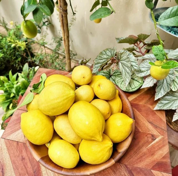 [Copy]Perfume Lemon Seeds 🍋 High Germination Rate - Year Round Blooms and Fruits