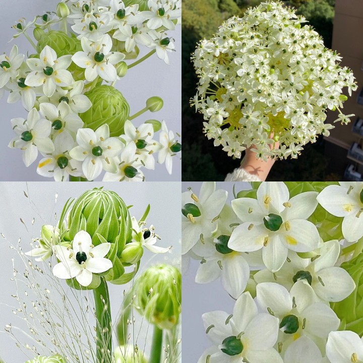 Star of Bethlehem