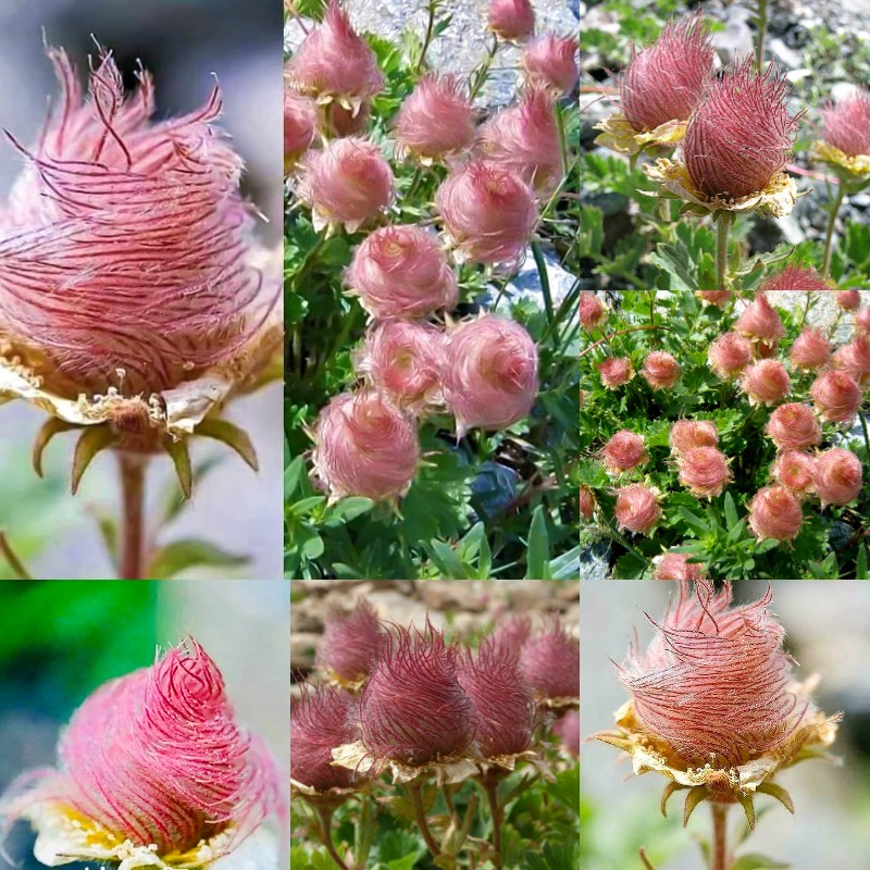 Prairie Smoke Flower 🔥Novel Plants🌿Your sweet dream